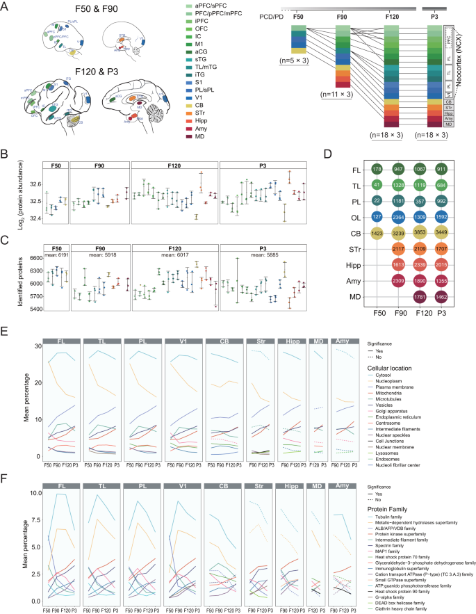 Fig. 1: Sampling overview and global proteomic profiles across fetal brain development in cynomolgus monkey.