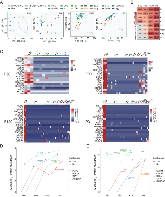 Fig. 3: Dynamic proteomic changes in cerebellum.