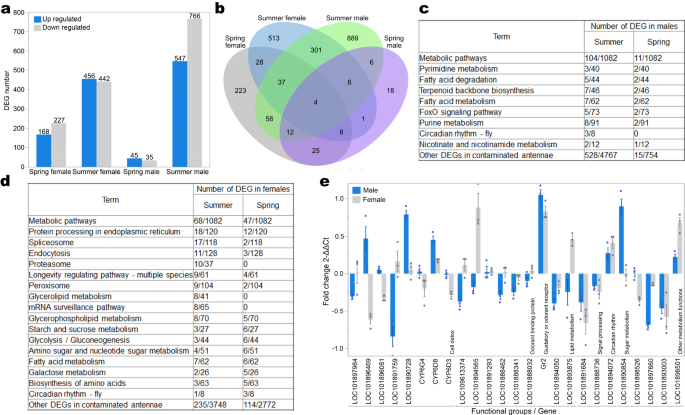 Fig. 4: Transcriptomic analysis showed that PM influence gene expression level in the antennae of houseflies.