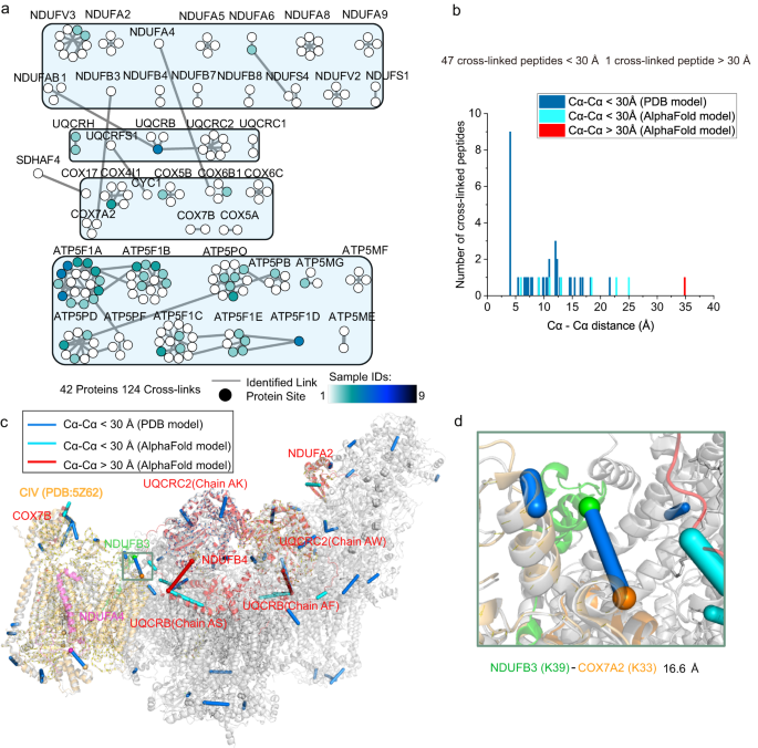 Targeted cross-linker delivery for the in situ mapping of protein 