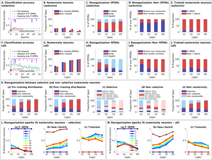 Fig. 3: Reorganization of nDNN with numerosity training.