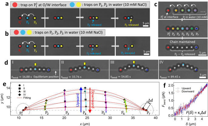 Fig. 6: Demonstration of multimer formation.