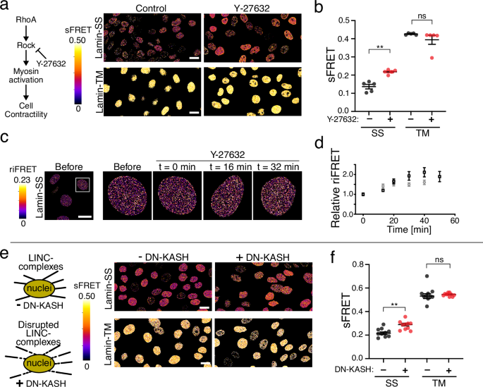 Fig. 3: The effect of actomyosin contractility, actin cytoskeleton integrity and LINC complexes on nuclear force transduction.