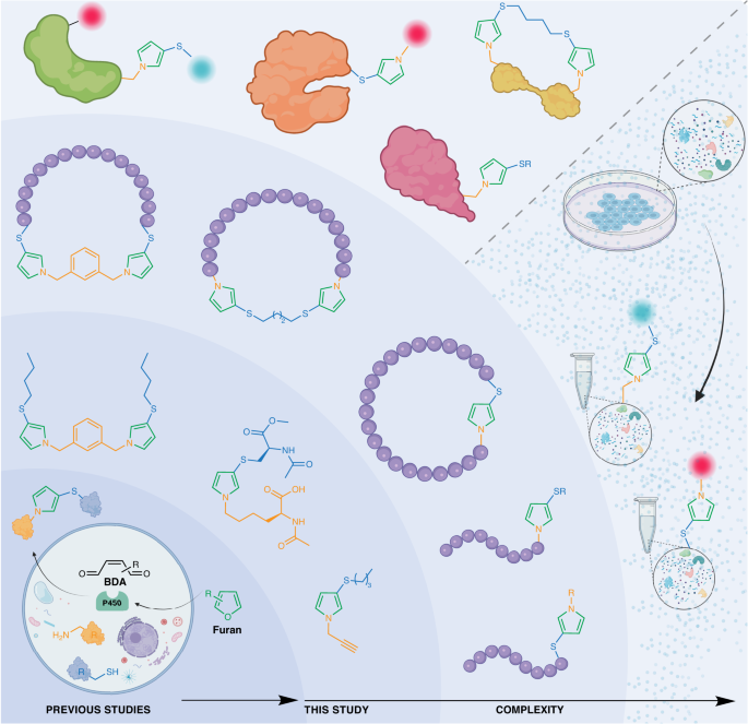 Fig. 1: Bioinspired one-pot furan-thiol-amine (FuTine) multicomponent reaction (MCR).