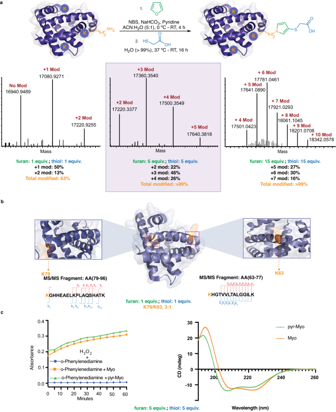 Fig. 5: One-pot furan-thiol-amine (FuTine) multicomponent reaction (MCR) for chemoselective modification of proteins.