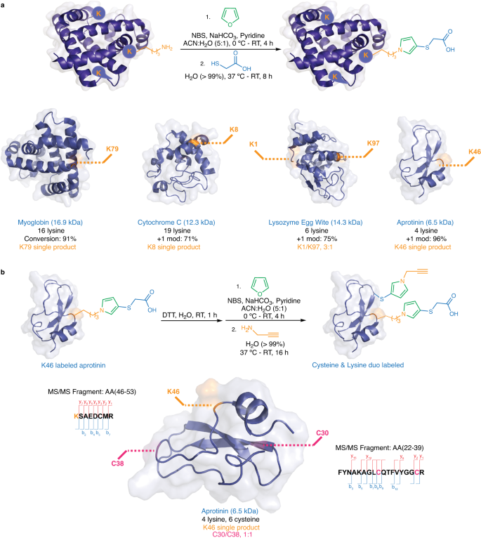 Fig. 6: Homogeneous labeling of proteins using furan-thiol-amine (FuTine) chemistry.