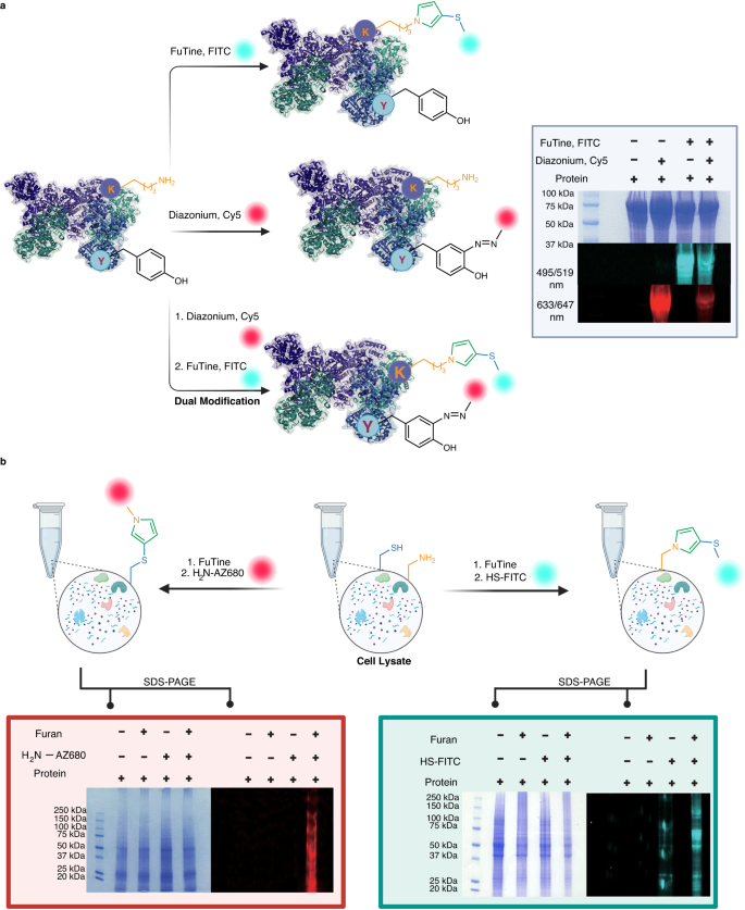Fig. 9: Application of furan-thiol-amine (FuTine) multicomponent reaction (MCR) in dual labeling of proteins and modification of proteins in cell lysate.