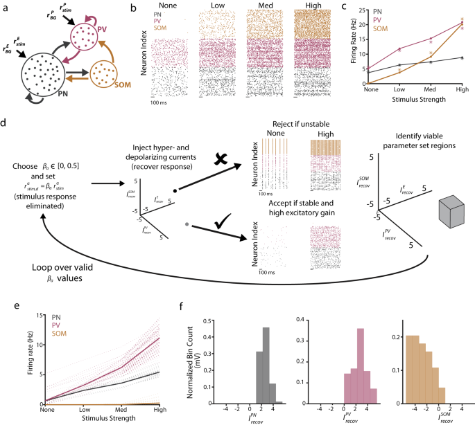 Fig. 3: Three-population model generates testable hypotheses for SOM and PV plasticity after NIHL.