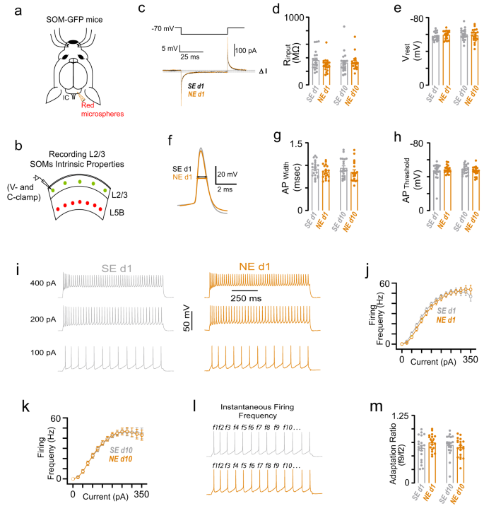 Fig. 6: SOM intrinsic excitability does not change after NIHL.