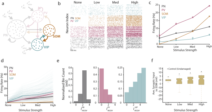 Fig. 7: Four-population model generates a testable hypothesis for VIP plasticity after NIHL.