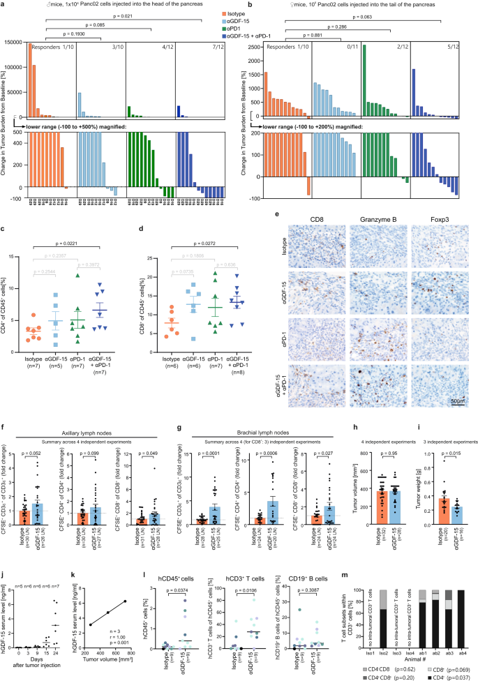 Fig. 4: GDF-15 blockade synergizes with anti-PD-1 in orthotopic Panc02 tumors and enhances T cell recruitment in syngeneic and humanized mice.