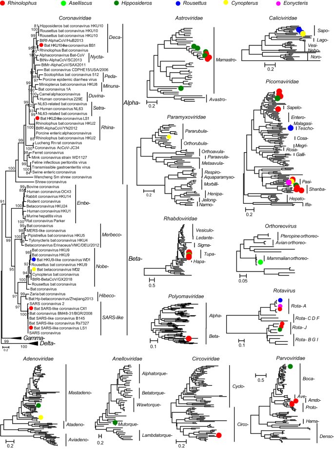 Phylogenetic analysis of bat betacoronavirus (A) and bat rotavirus (RV)