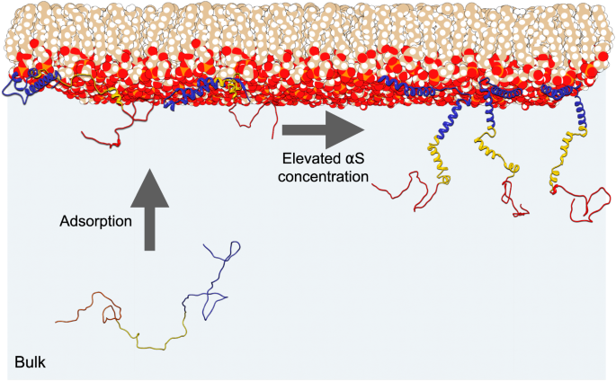 Fig. 6: Effect of protein concentration on αS&nbsp;conformation at lipid surfaces.