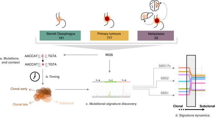 Fig. 1: Study workflow.
