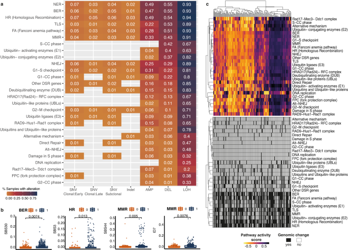 Fig. 5: DNA damage repair drivers and downstream transcriptional activity.