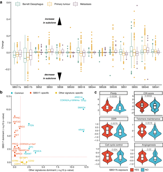 Fig. 6: Tumour clonal heterogeneity reveals widespread SBS17 shifts that correlate with changes in cellular phenotypes.