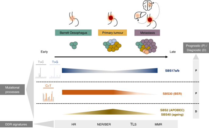 Fig. 8: Key genomic signatures underlying distinct exposures, expansion and outcomes during OAC evolution from pre-cancerous to advanced disease.