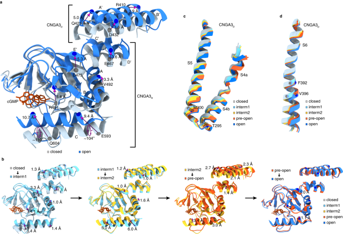 Fig. 3: Incremental conformational changes in the CNBD, C-linker/gating ring and S4-S6.