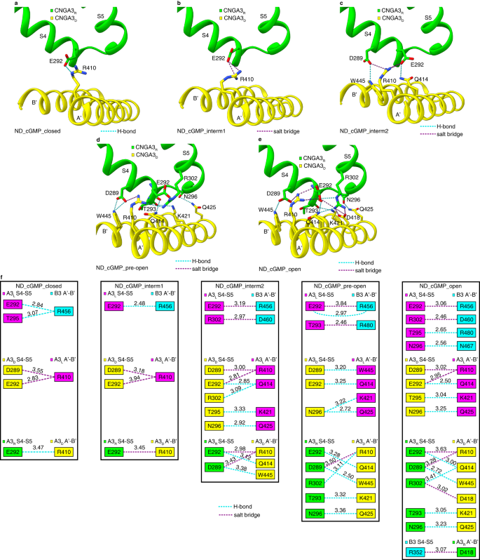 Fig. 4: State- and subunit-dependent interactions between the gating ring and TMD.