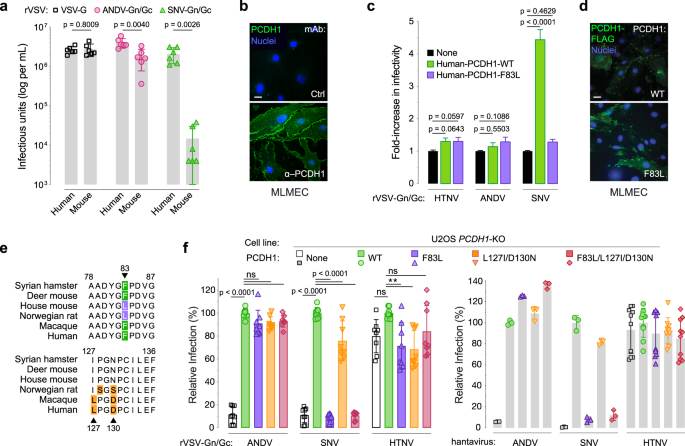 Fig. 1: Residue F83 in PCDH1 is a key determinant of Sin Nombre virus infection.