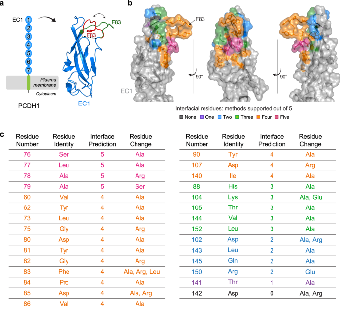 Fig. 3: Structure-based interfacial prediction reveals a surface patch on PCDH1 EC1 that potentially drives the interaction with ANDV and SNV Gn/Gc.