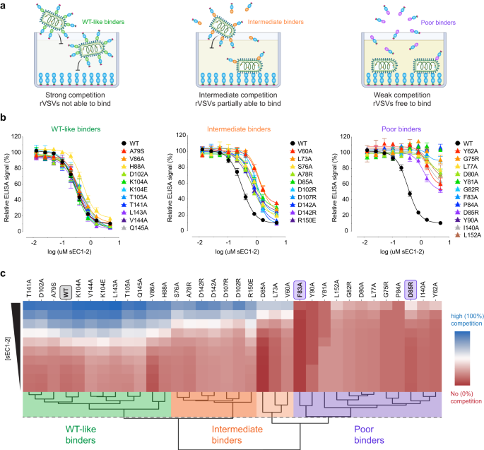 Fig. 4: Binding capacity of mutant sEC1-2 to ANDV Gn/Gc.