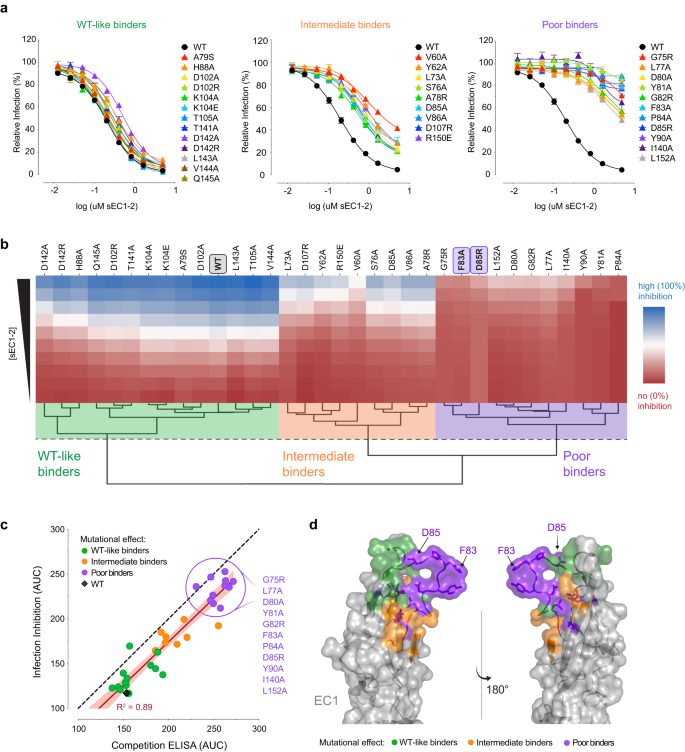 Fig. 5: Inhibition of ANDV Gn/Gc-mediated infection by mutant sEC1-2.