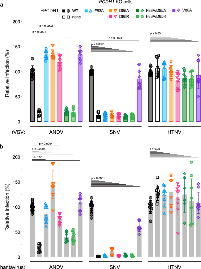 Fig. 6: Two key amino acids in PCDH1 mediate entry for SNV and ANDV.