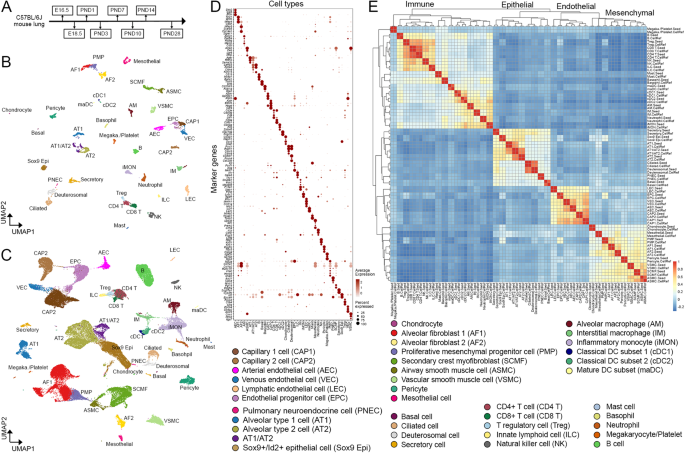 Fig. 3: The construction of LungMAP Mouse Lung Development CellRef.