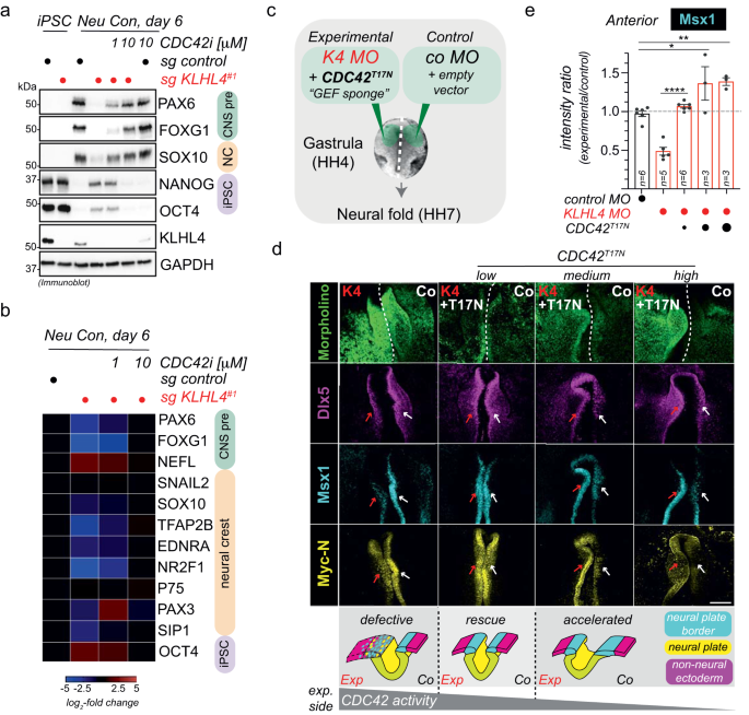 Fig. 6: CRL3-KLHL4 balances CDC42 signaling to coordinate ectodermal patterning and neurulation in the vertebrate head.