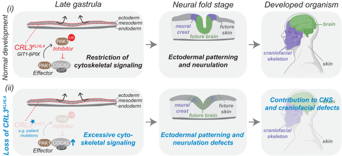 Fig. 7: Modulation of CDC42 signaling by a ubiquitin-based effector-to-inhibitor switch coordinates ectodermal patterning and neurulation in the vertebrate head.