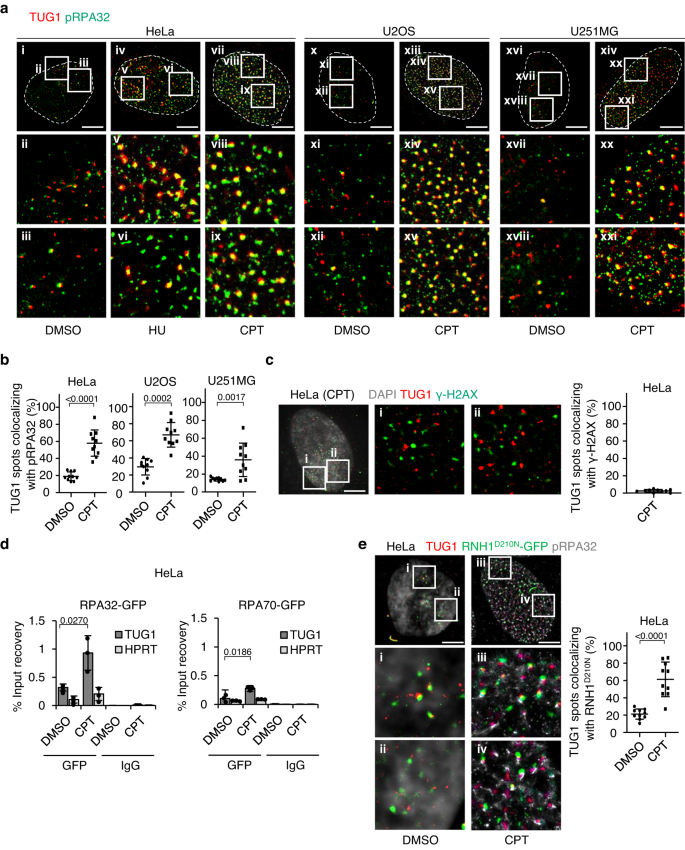 Fig. 2: TUG1 interacts with pRPA32 at R-loop.