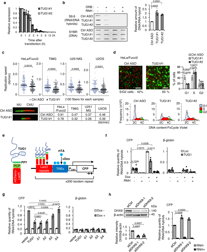 Fig. 4: TUG1 resolves R-loops via DHX9 activity.