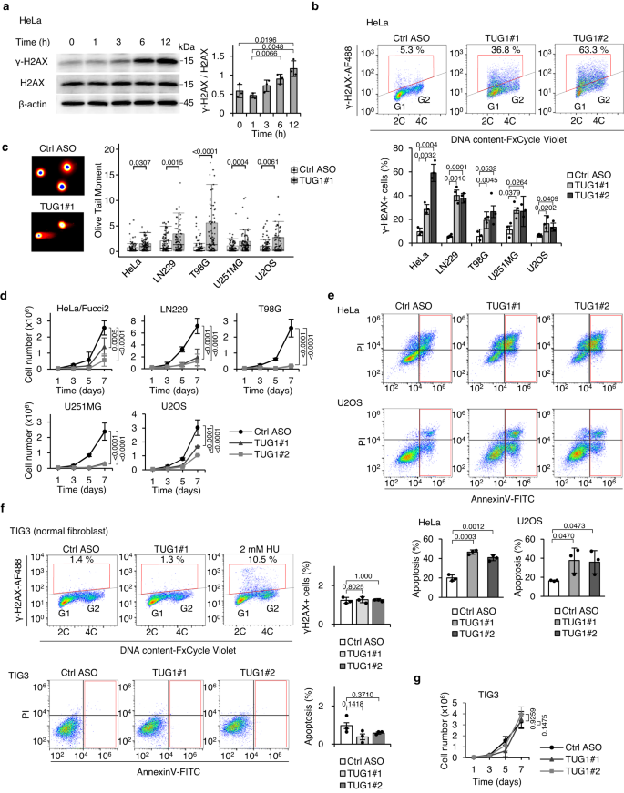 Fig. 6: TUG1 depletion results in marked DNA damage and apoptosis.