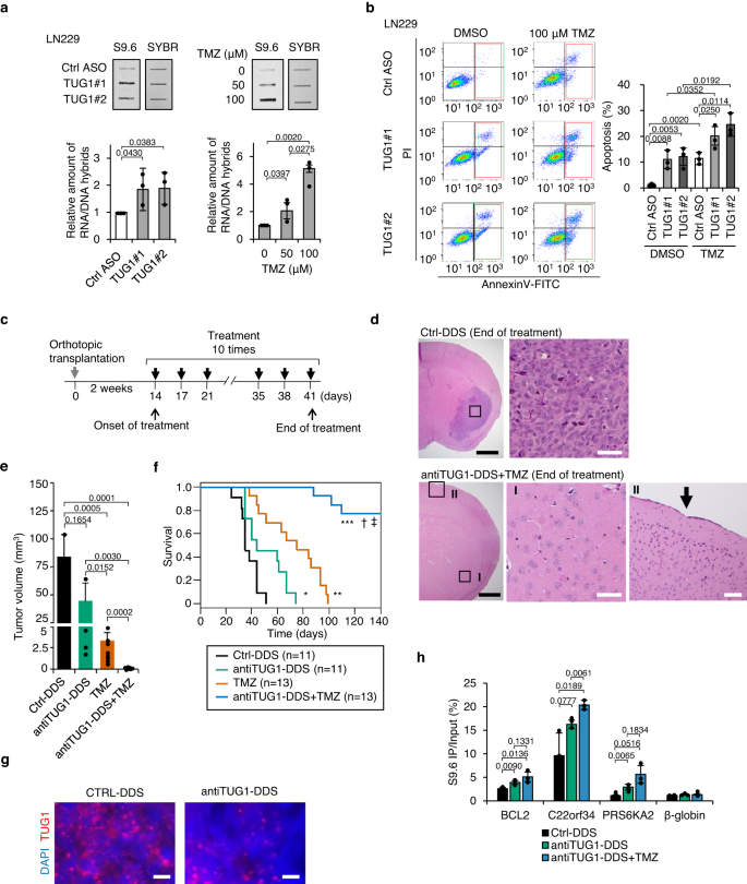 Fig. 7: Combination therapy with antiTUG1-DDS and TMZ suppresses tumor growth in a glioblastoma xenograft mouse model.