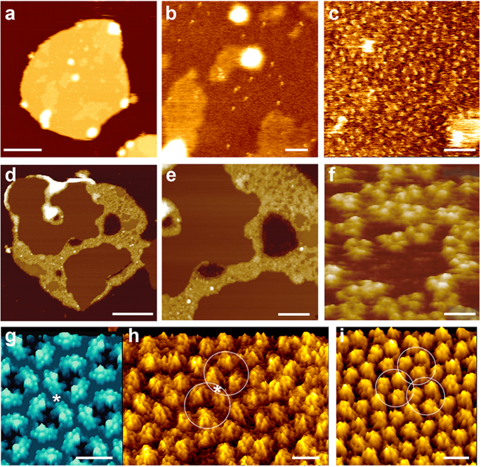 Fig. 1: Outer membrane protein assemblies imaged by high-resolution atomic force microscopy (AFM).