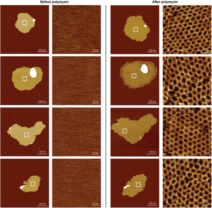Fig. 2: The addition of polymyxin to OMV membranes induces hexagonal assemblies.