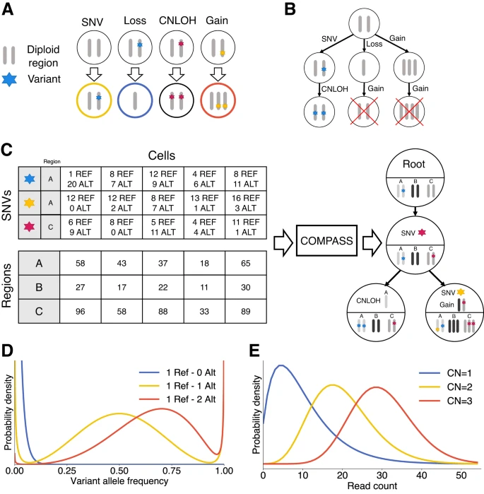 COMPASS: joint copy number and mutation phylogeny reconstruction from amplicon single-cell sequencing data