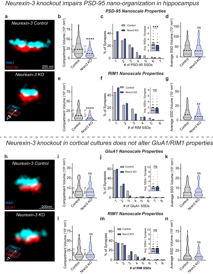 Neurexin-3 subsynaptic densities are spatially distinct from Neurexin-1 and  essential for excitatory synapse nanoscale organization in the hippocampus