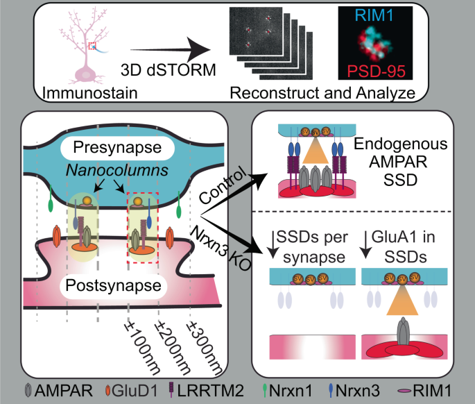 Neurexin-3 subsynaptic densities are spatially distinct from Neurexin-1 and  essential for excitatory synapse nanoscale organization in the hippocampus