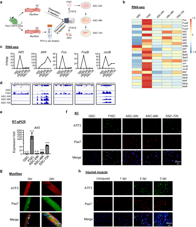 Fig. 1: ATF3 is rapidly and transiently induced during SC early activation.