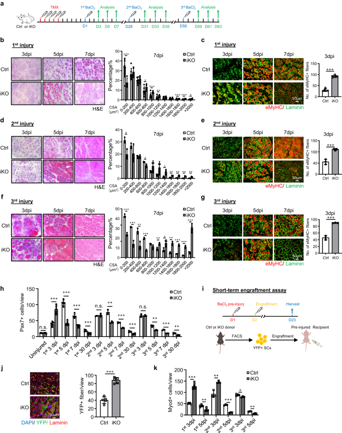 Fig. 2: Short-term Atf3 deletion accelerates acute injury-induced muscle regeneration.