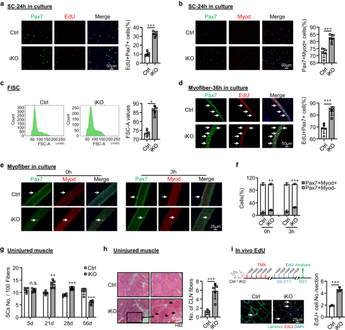 Fig. 3: Atf3 deletion provokes premature SC activation and pseudo-regeneration in homeostatic muscle.