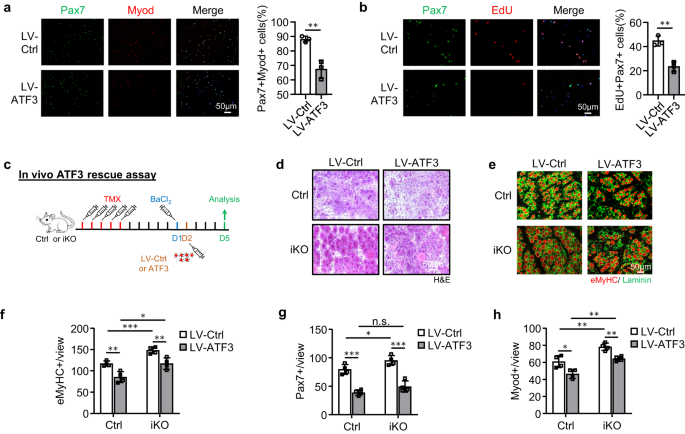 Fig. 4: ATF3 re-expression in iKO reverts the accelerated SC activation and muscle regeneration.