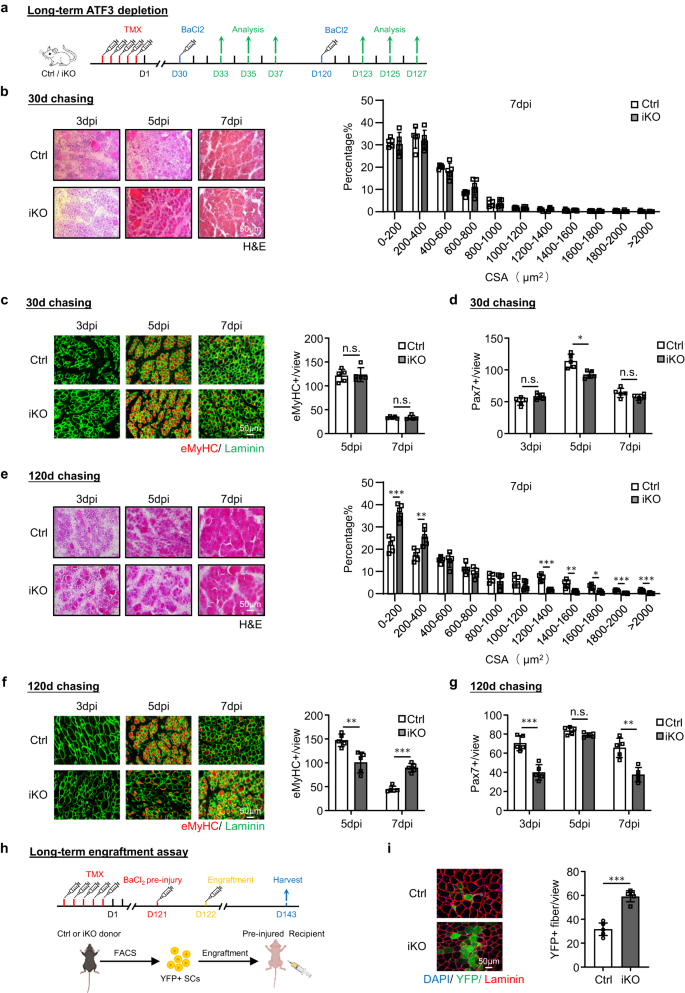 Fig. 5: Long-term Atf3 deficiency depletes SC pool and impairs muscle regeneration.