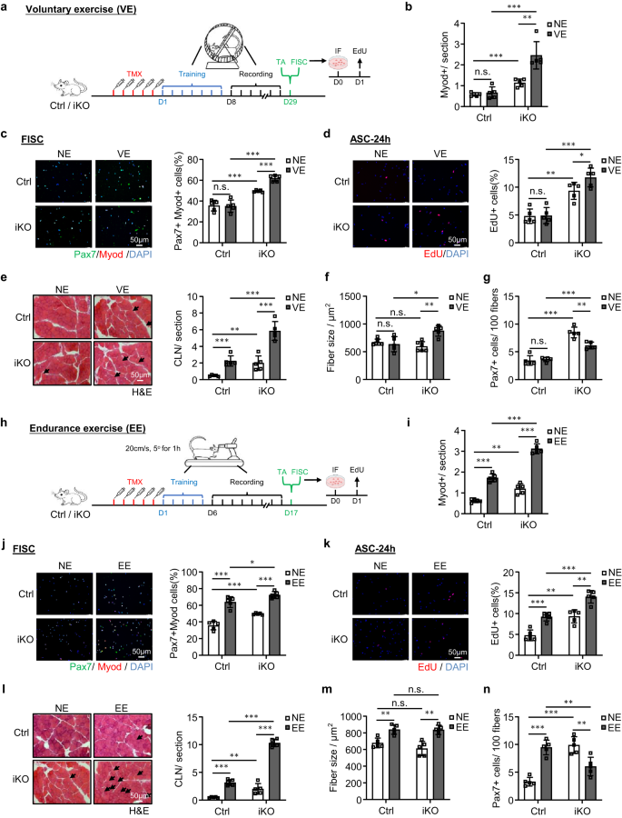 Fig. 6: Atf3 deletion induces SC activation during voluntary and endurance exercise.