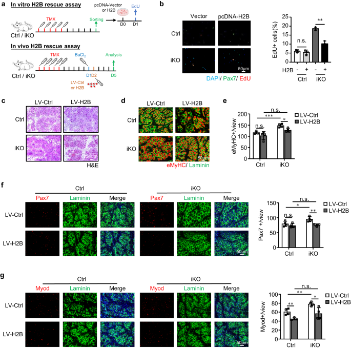 Fig. 8: H2B mediates ATF3 function in SC activation and muscle regeneration.