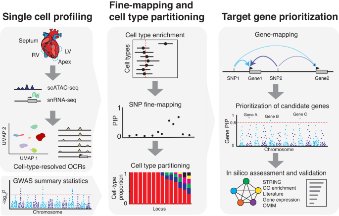 Fig. 1: Overview of our experimental and computational framework.