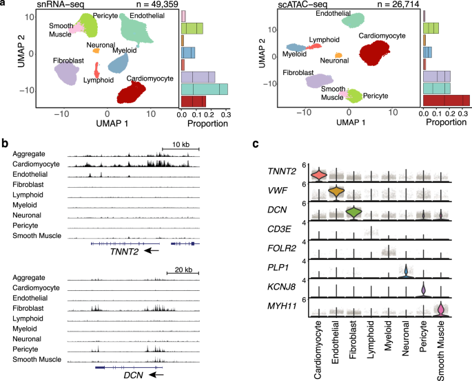 Fig. 2: Mapping cell types in the human heart.