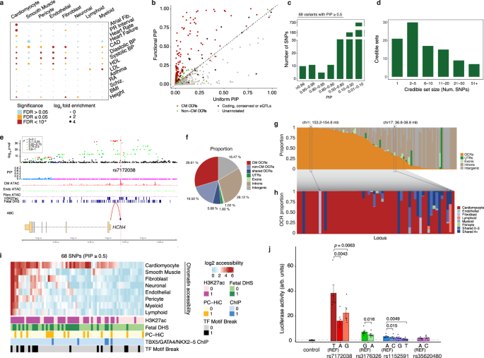 Fig. 4: Statistical fine-mapping of loci associated with the AF risk.